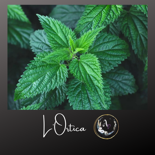 L’Ortica