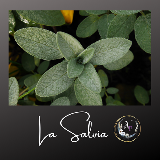 La Salvia