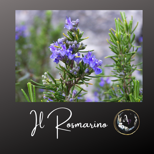Il Rosmarino
