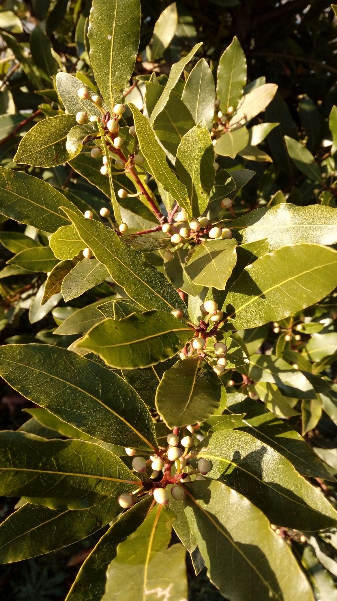 Erbe essiccate per incantesimi (non edibili)